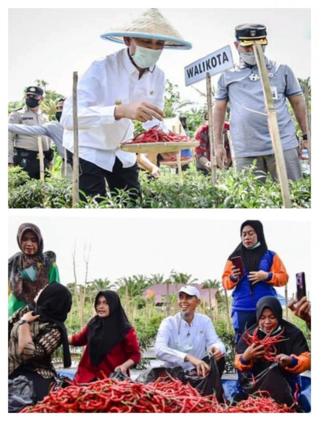 Walikota Dumai Hadiri Panen Raya Cabe di Bukit Kayu Kapur